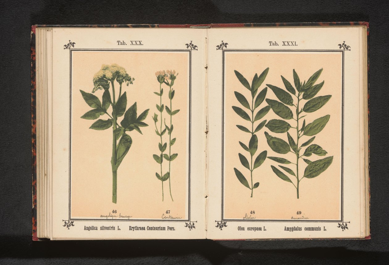 Rama de olivo y rama de almendro
Olea europaea L. Amygdalus communis L. (título del objeto) de Anonymous
