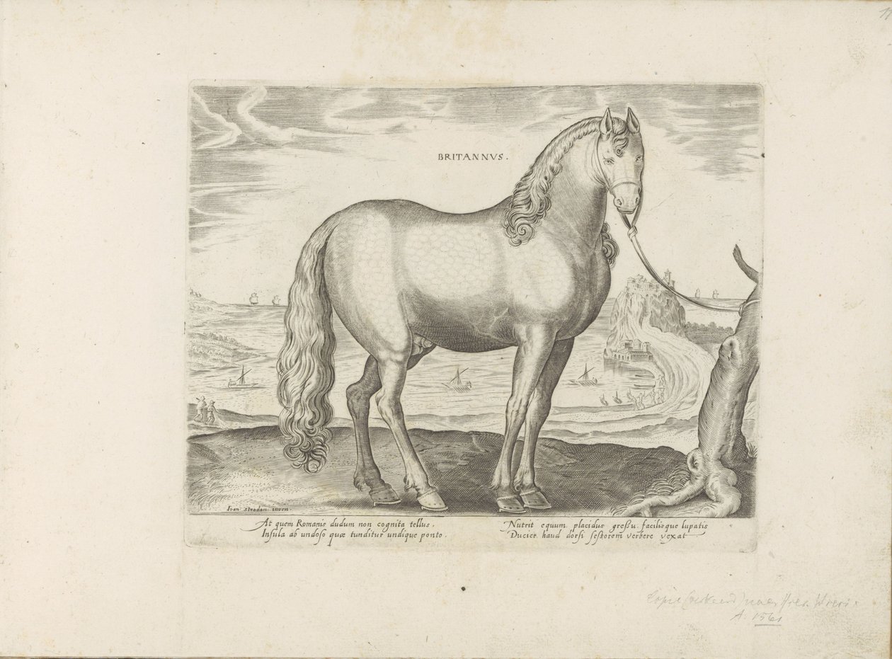 Paard envió Bretagne (Bretaña) (título en el objeto) Paardenrassen uit de Koninklijke stallen van Don Juan van Oostenrijk (título de la serie) Un establo, en el que se encuentra la más noble de todas las razas: se seleccionó el carácter de caballos de dive de Anonymous