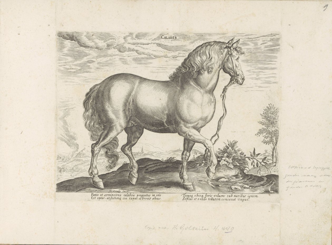 Paard envió Calabria Calaber (título sobre objeto) Paardenrassen uit de Koninklijke stallen van Don Juan van Oostenrijk (título de la serie) Equile, en el que es el más noble de todos los tipos: un personaje distinguido de caballos de varias partes del mun de Anonymous