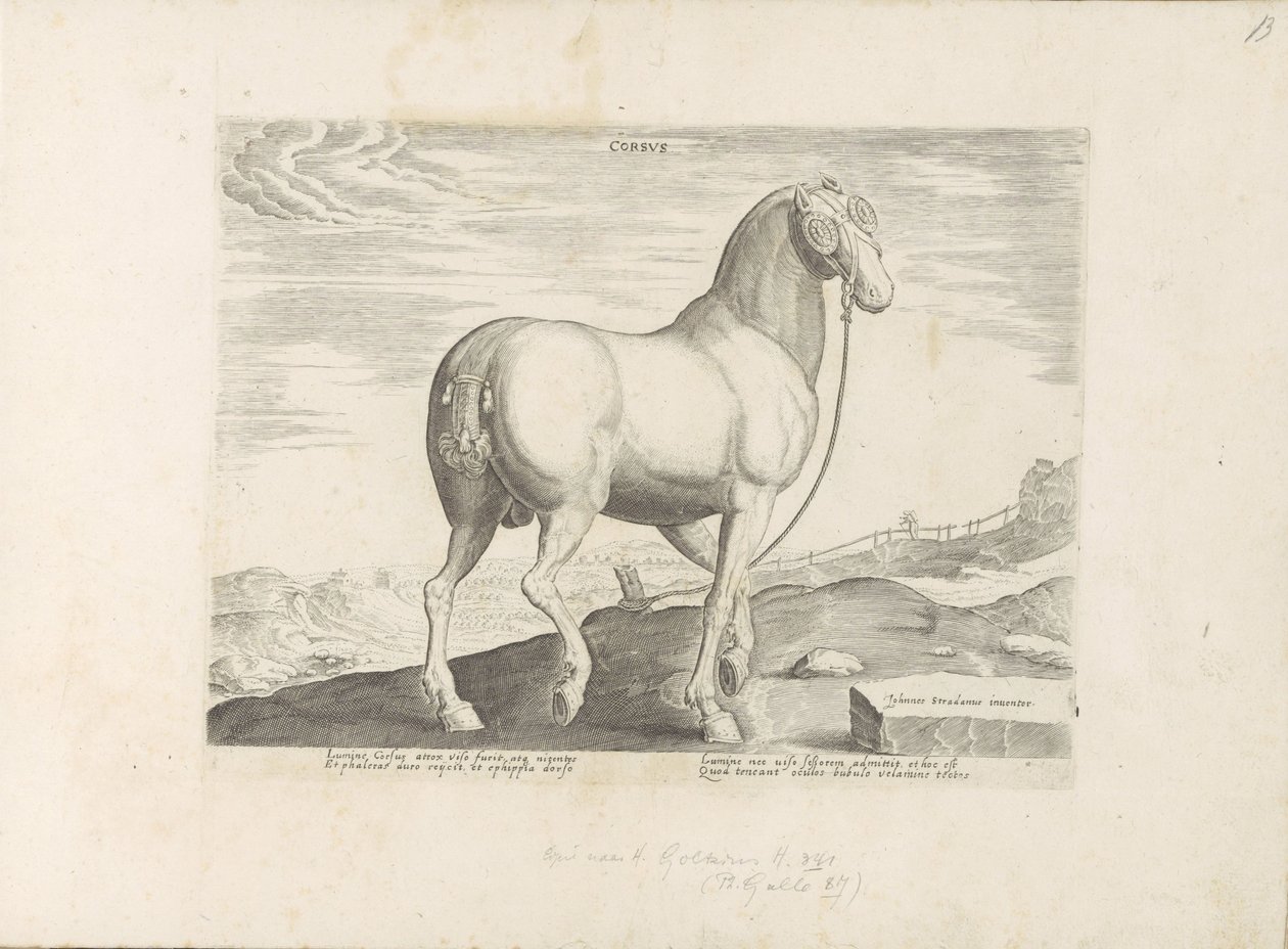 Paard envió a Córcega Corsus (título sobre objeto) Paardenrassen uit de Koninklijke stallen van Don Juan van Oostenrijk (título de la serie) Un caballo, en el que se encuentra el más noble de todos los tipos: un personaje distinguido de caballos de varias  de Anonymous