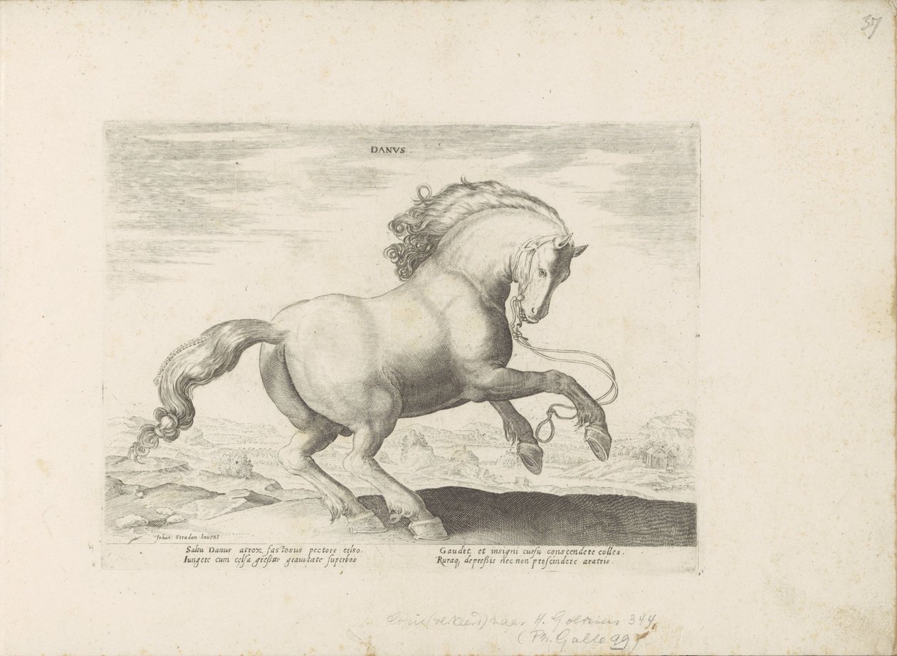Paard envió a Dinamarca Dane (título sobre el objeto) Paardenrassen uit de Koninklijke stallen van Don Juan van Oostenrijk (título de la serie) Equile, en el que es el más noble de todos los tipos: un personaje distinguido de caballos de varias partes del  de Anonymous