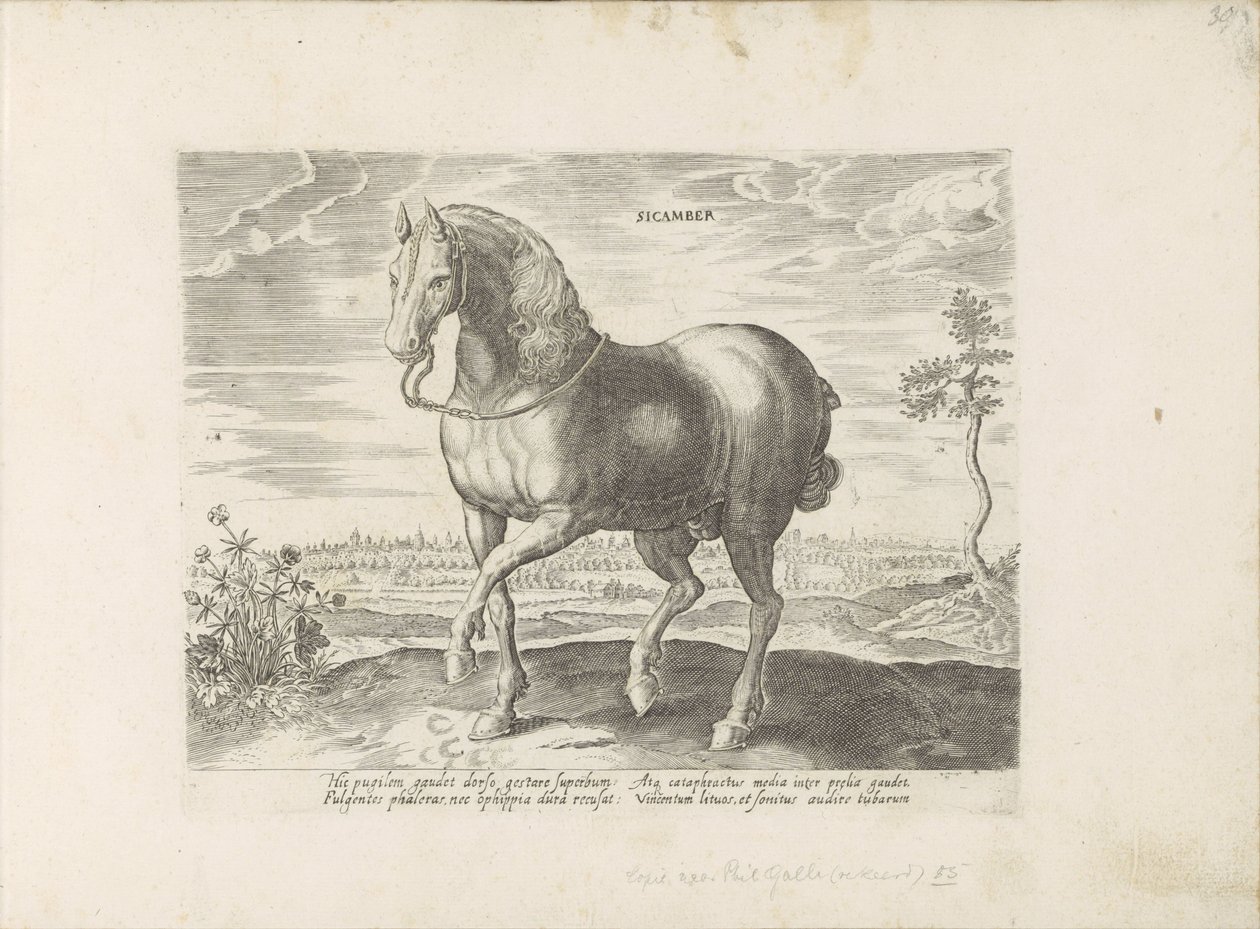 Paard envió a Gelre Sicamber (título sobre objeto) Paardenrassen uit de Koninklijke stallen van Don Juan van Oostenrijk (título de la serie) Un caballo, en el que se encuentra el más noble de todos los tipos: un personaje distinguido de caballos de varias  de Anonymous