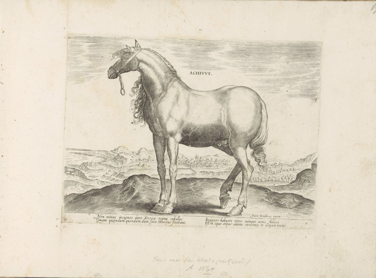 Paard envió a Griekenland Achivus (título sobre objeto) Paardenrassen uit de Koninklijke stallen van Don Juan van Oostenrijk (título de la serie) Un caballo, en el que se encuentra el más noble de todos los tipos: un personaje distinguido de caballos de va de Anonymous