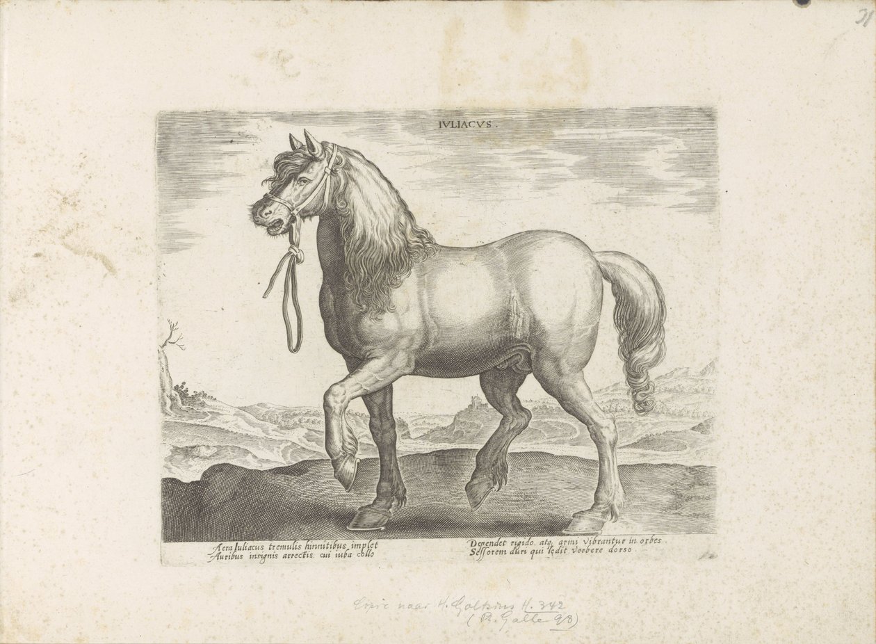 Paard Gulik (Juliacus) Juliacus (título sobre objeto) Paardenrassen uit de Koninklijke stallen van Don Juan van Oostenrijk (título de la serie) Un establo, en el que se encuentra el más noble de todos los tipos: un personaje distinguido de caballos de vari de Anonymous