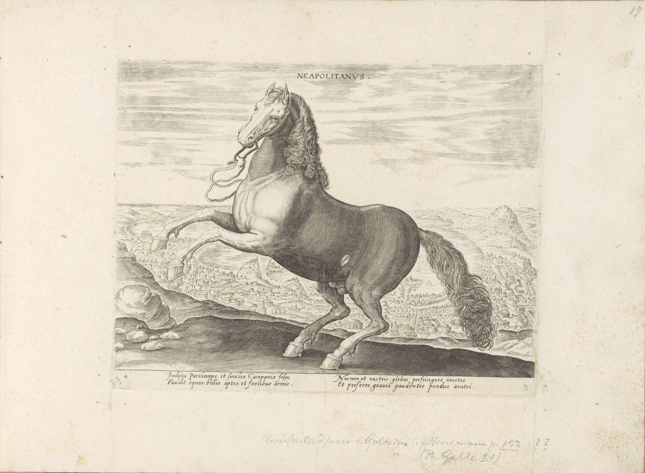 Paard envió Nápoles Napolitano (título sobre objeto) Paardenrassen uit de Koninklijke stallen van Don Juan van Oostenrijk (título de la serie) Un caballo, en el que se encuentra el más noble de todos los tipos: un personaje distinguido de caballos de varia de Anonymous