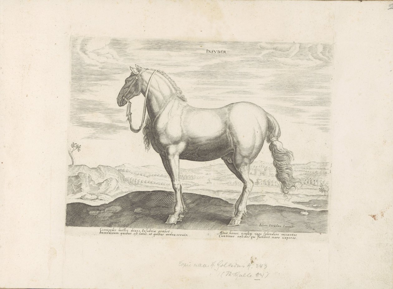 Paard envió Noord-Italië Insuber (título sobre el objeto) Paardenrassen uit de Koninklijke stallen van Don Juan van Oostenrijk (título de la serie) Un establo, en el que es el más noble de todos los tipos: un personaje distinguido de caballos de diversas p de Anonymous