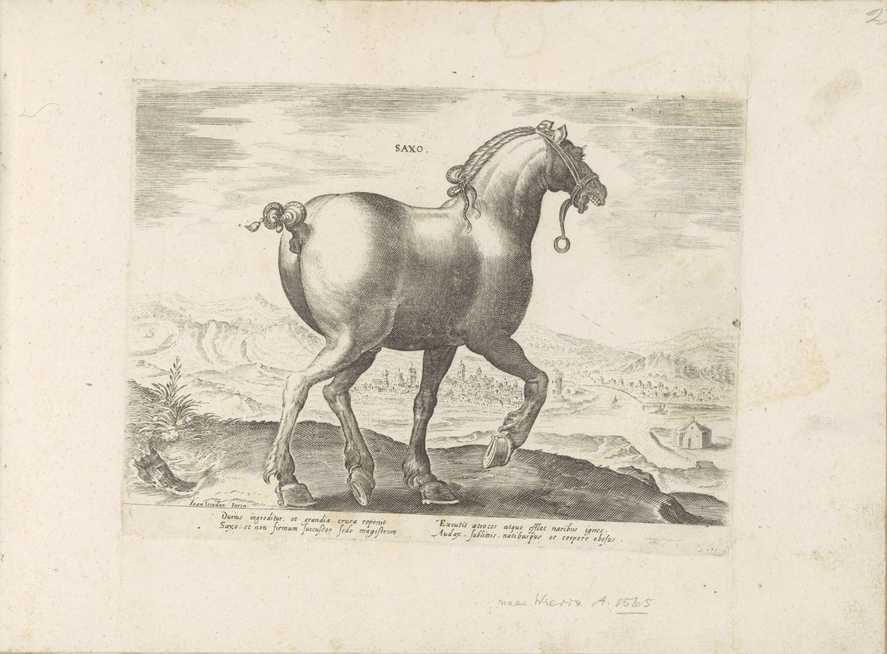 Paard envió a Saksen Saxo (título sobre objeto) Paardenrassen uit de Koninklijke stallen van Don Juan van Oostenrijk (título de la serie) Un caballo, en el que se encuentra el más noble de todos los tipos: un personaje distinguido de caballos de varias par de Anonymous
