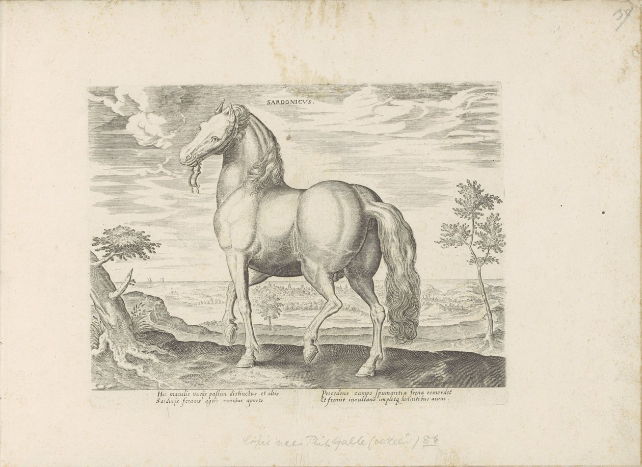 Paard envió a Cerdeña Sardonicus (título sobre el objeto) Paardenrassen uit de Koninklijke stallen van Don Juan van Oostenrijk (título de la serie) Un caballo, en el que se encuentra el más noble de todos los tipos: un personaje distinguido de caballos de  de Anonymous
