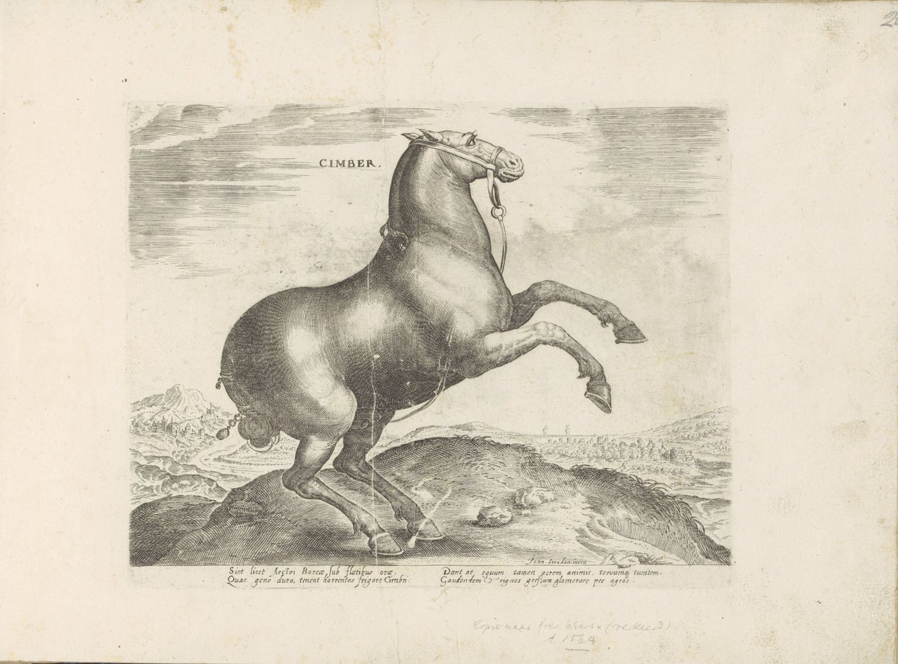 Paard enviado desde Scythia Cimber (título sobre el objeto) Paardenrassen uit de Koninklijke stallen van Don Juan van Oostenrijk (título de la serie) Un caballo, en el que se encuentra el más noble de todos los tipos: un personaje distinguido de caballos d de Anonymous