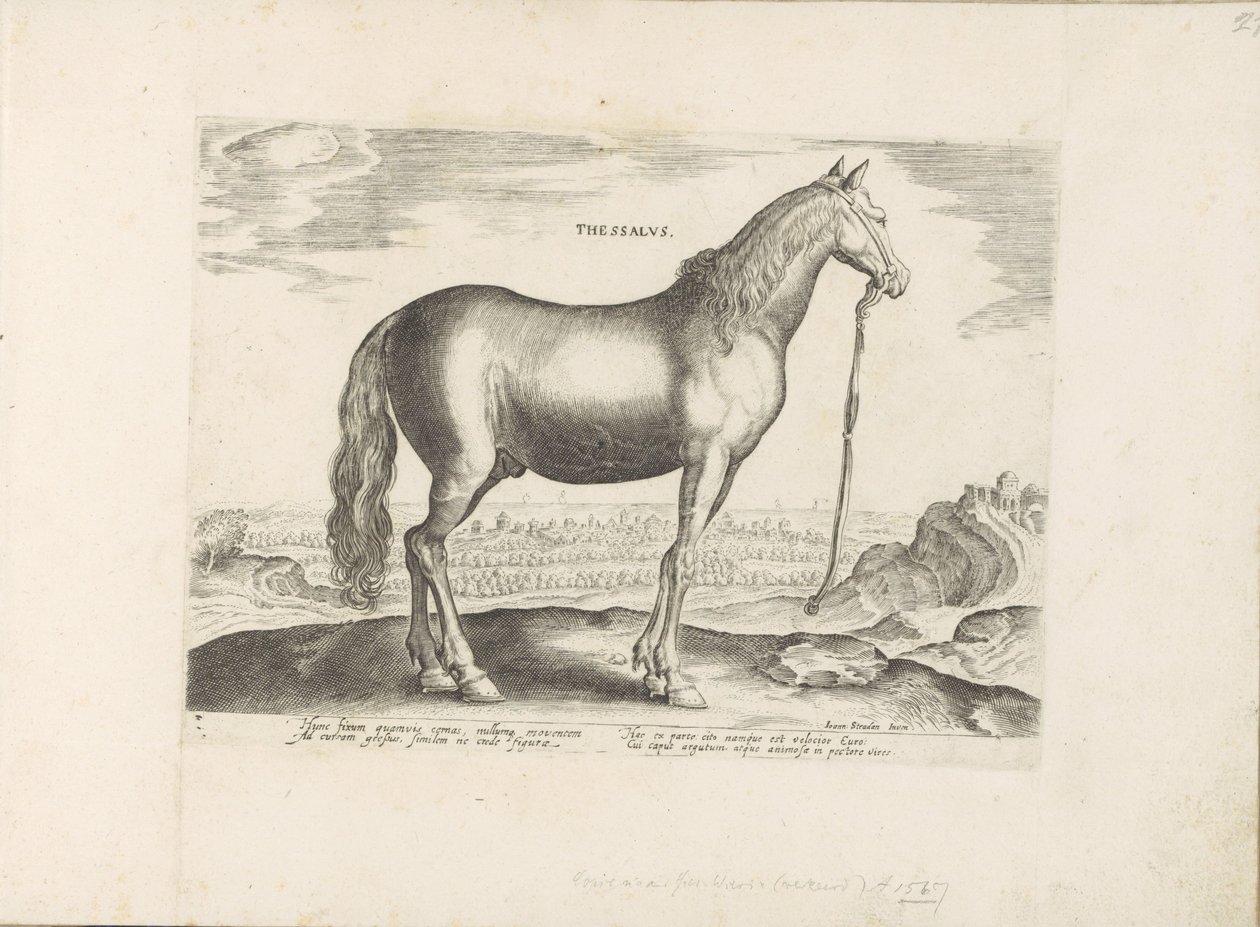 Paard envió Thessalië Thessalus (título sobre el objeto) Paardenrassen uit de Koninklijke stallen van Don Juan van Oostenrijk (título de la serie) Un caballo, en el que se encuentra el más noble de todos los tipos: un personaje distinguido de caballos de v de Anonymous