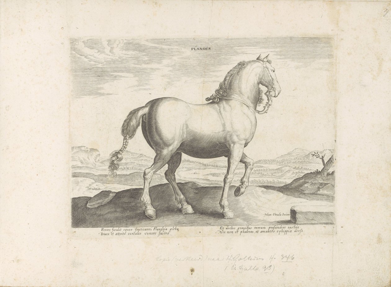 Paard envió a Vlaanderen Flandes (título sobre objeto) Paardenrassen uit de Koninklijke stallen van Don Juan van Oostenrijk (título de la serie) Un caballo, en el que se encuentra el más noble de todos los tipos: un personaje distinguido de caballos de var de Anonymous
