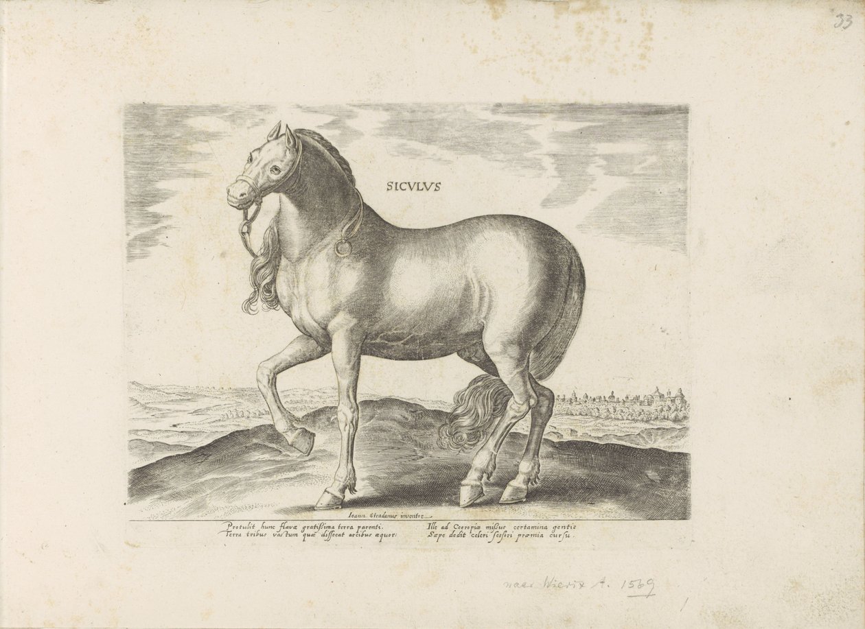 Paard de Sicilia Siciliano (título sobre objeto) Paardenrassen uit de Koninklijke stallen van Don Juan van Oostenrijk (título de la serie) Un caballo, en el que se encuentra el más noble de todos los tipos: un carácter distinguido de caballos seleccionados de Anonymous