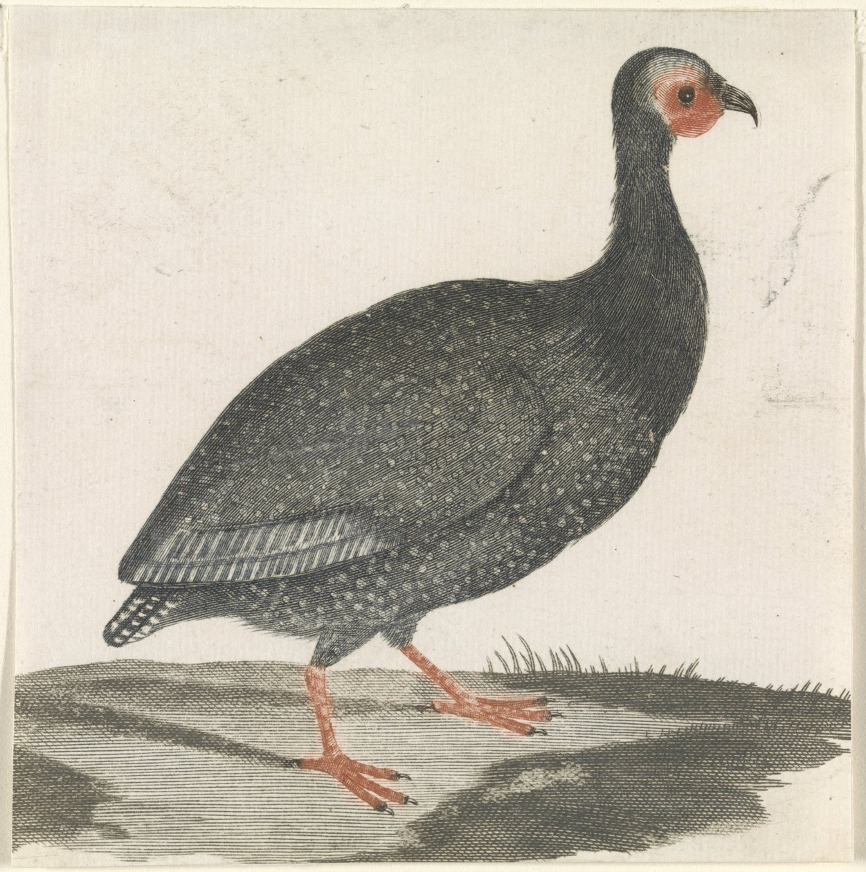gallina de Guinea de Anonymous