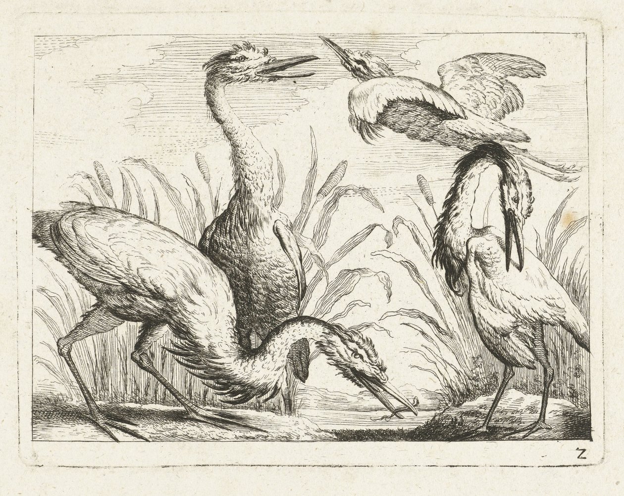 Garzas en un charco Aves nativas (título de la serie) de Anonymous