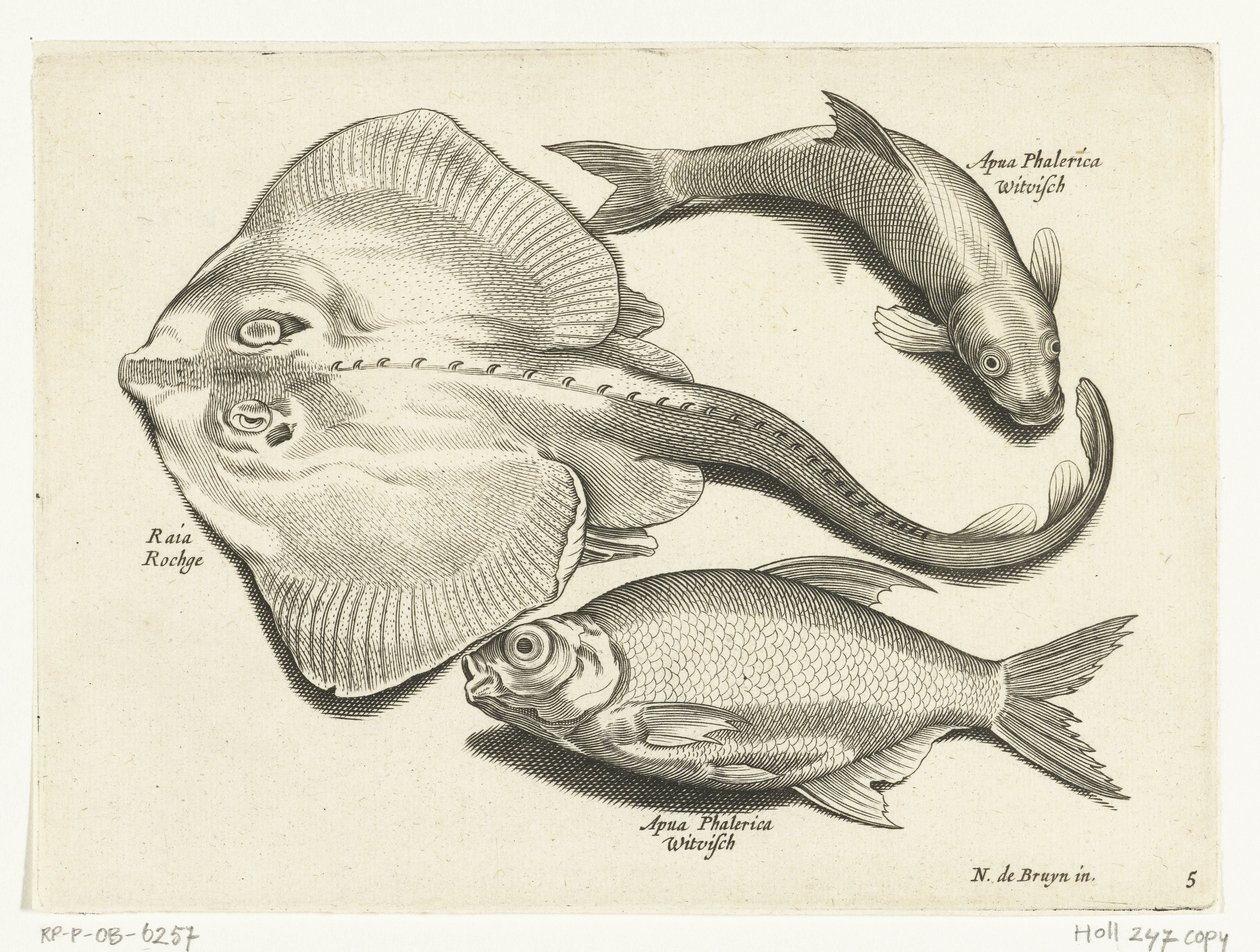 Raya, dorada y pescado blanco Libelivs miscelánea Genera piscium complectens (título de la serie) Peces de agua dulce, peces marinos, ranas, crustáceos y criaturas marinas (título de la serie) de Anonymous