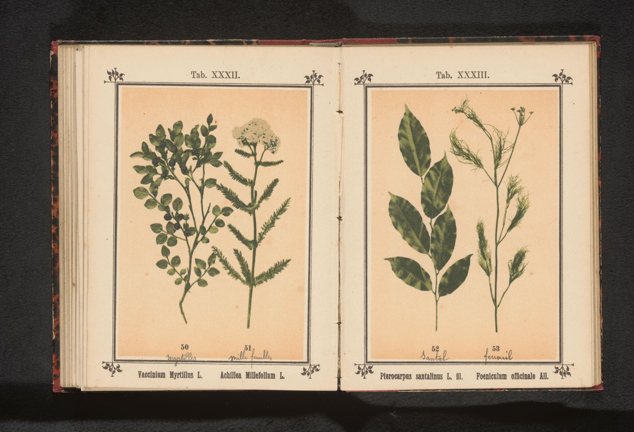 Sándalo rojo y hierba de hinojo
Pterocarpus santalinus L. fil. Foeniculum officinale Al. (título en el objeto) de Anonymous