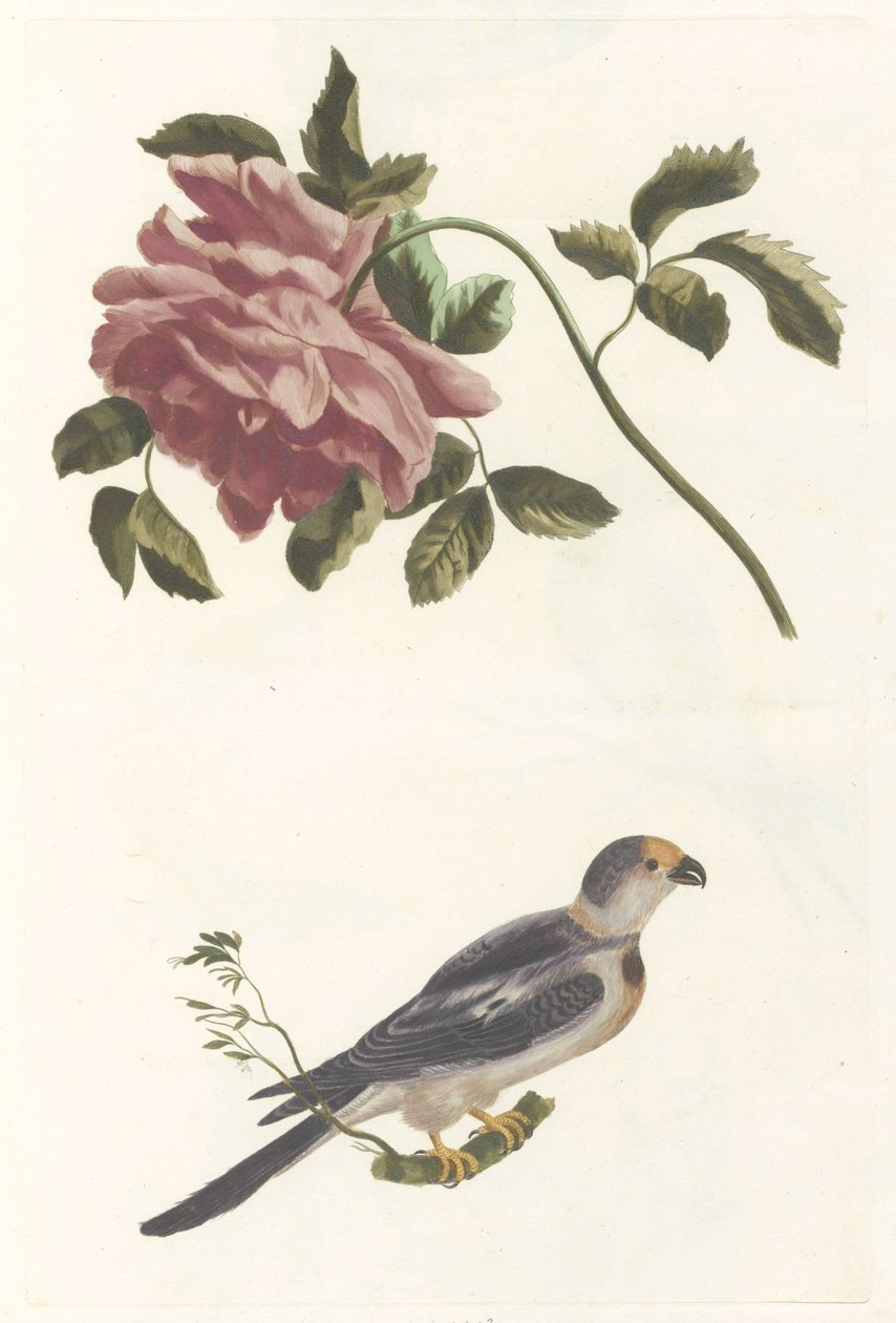 Rosa y periquito de Anonymous