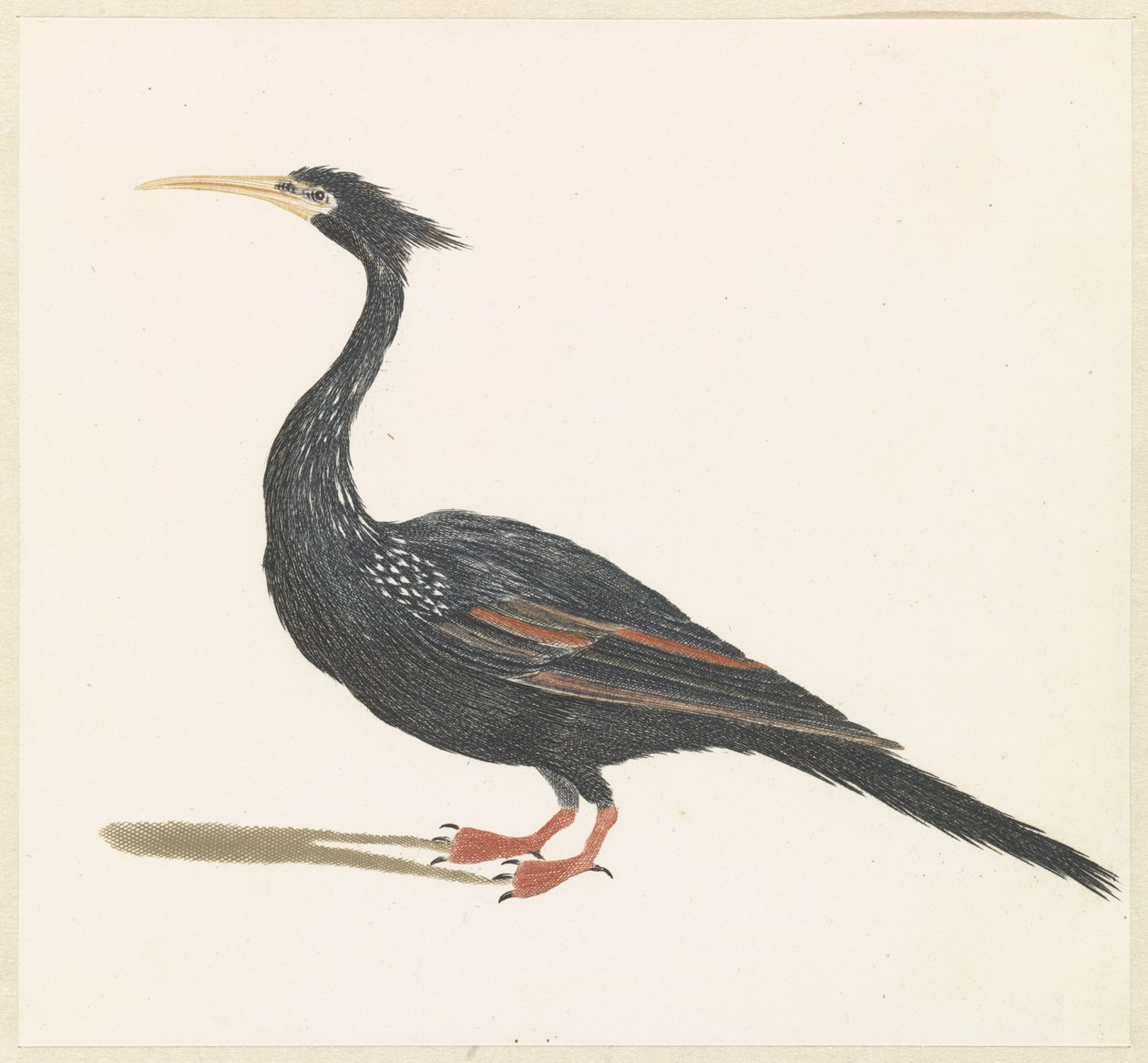 Slangenhalsvögel de Anonymous