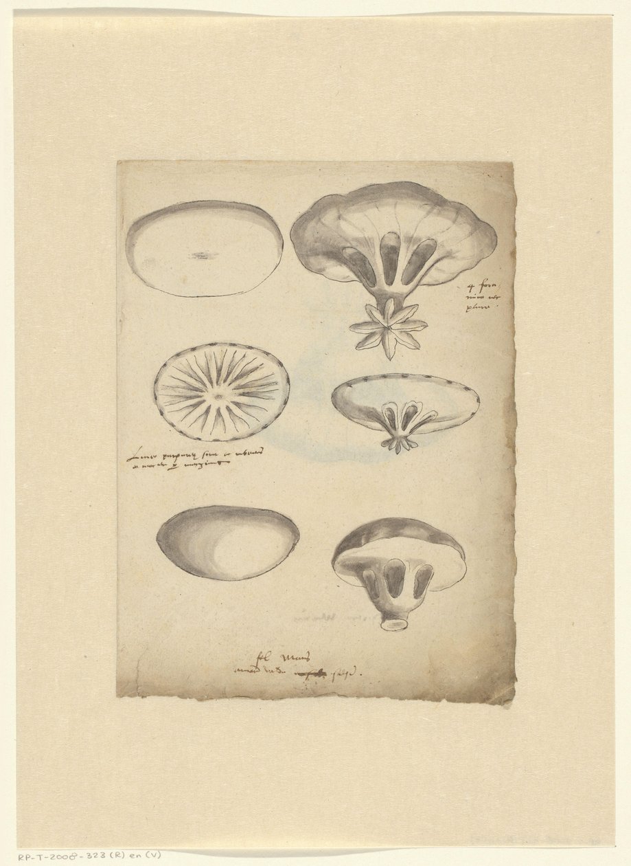 Hoja de estudio con medusas de Anonymous