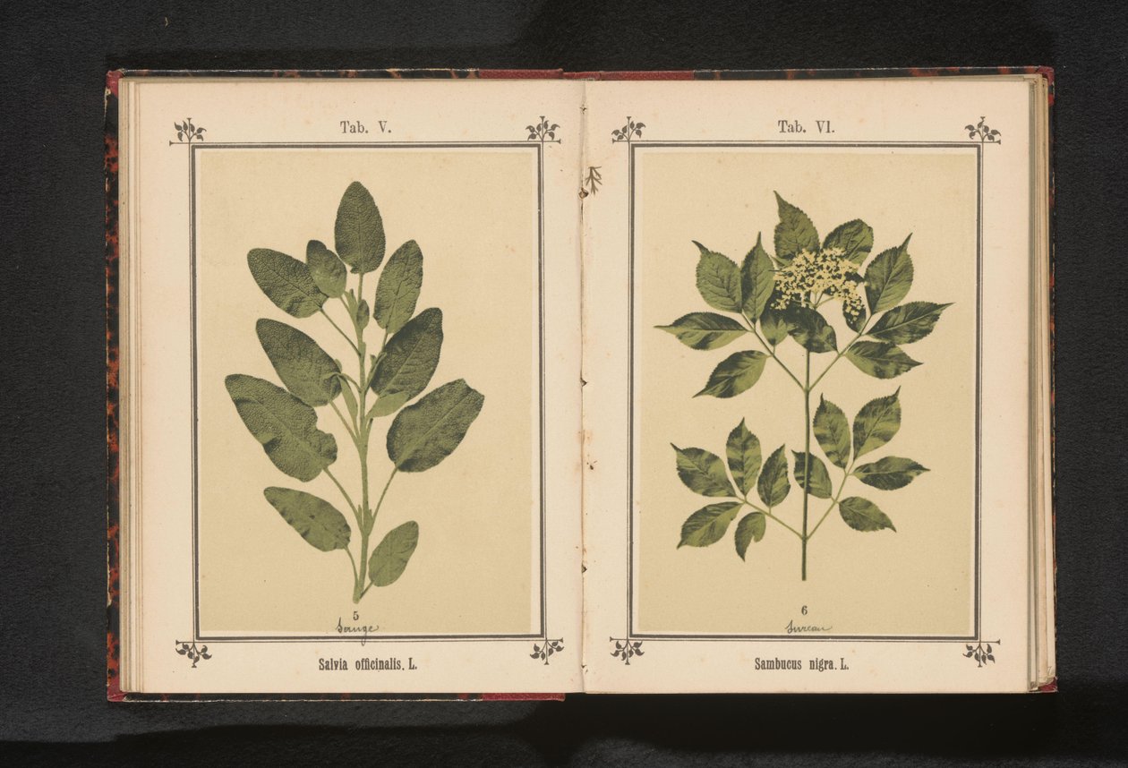 Rama de un anciano común
Sambucus nigra. L. (título en el objeto) de Anonymous