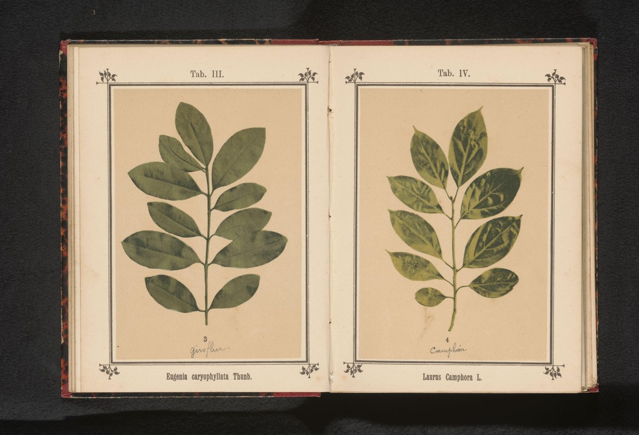Rama de un alcanforero
Laurus camphora L. (título del objeto) de Anonymous
