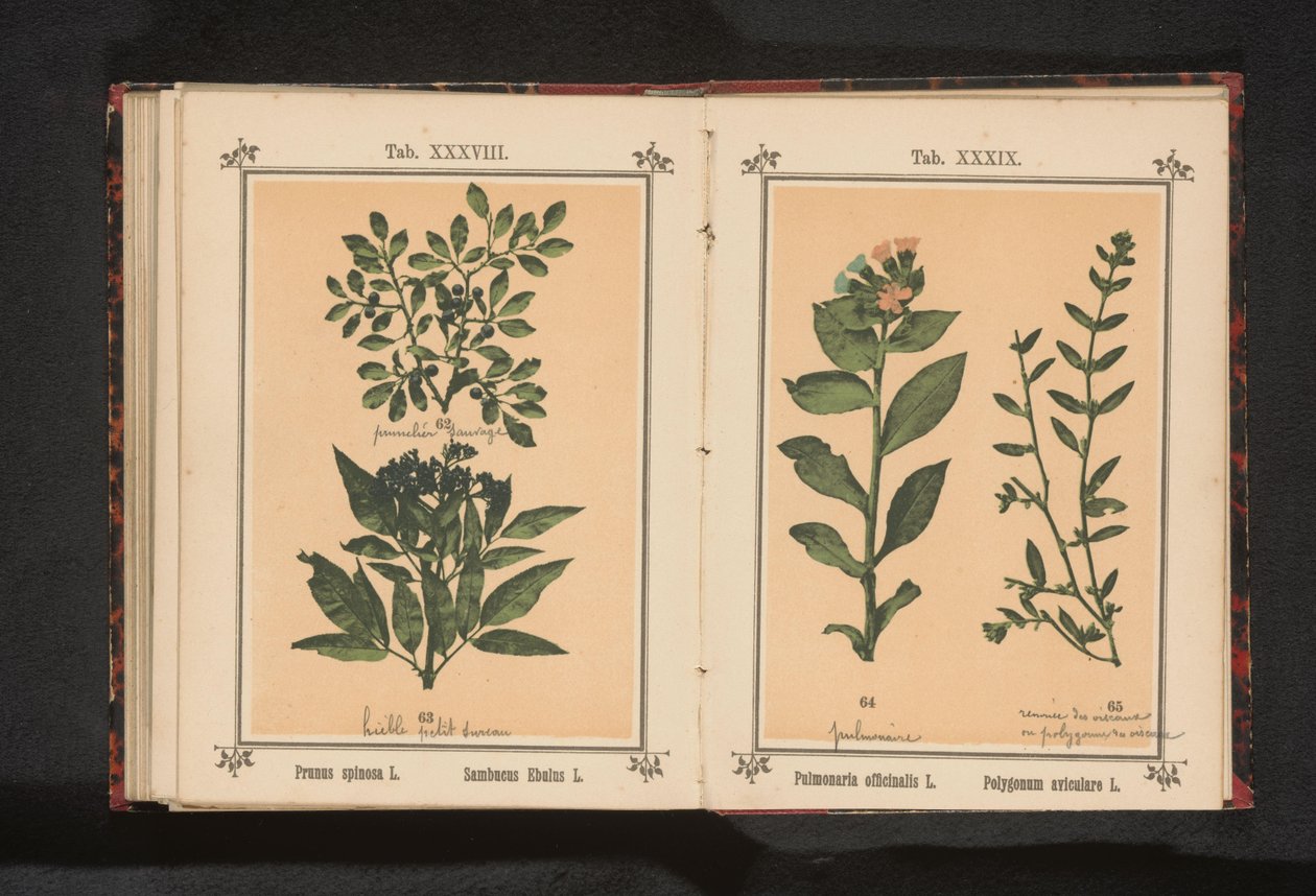 Rama de un espino negro y una baya de saúco
Prunus spinosa L. Sumbucus Ebulus L. (título del objeto) de Anonymous