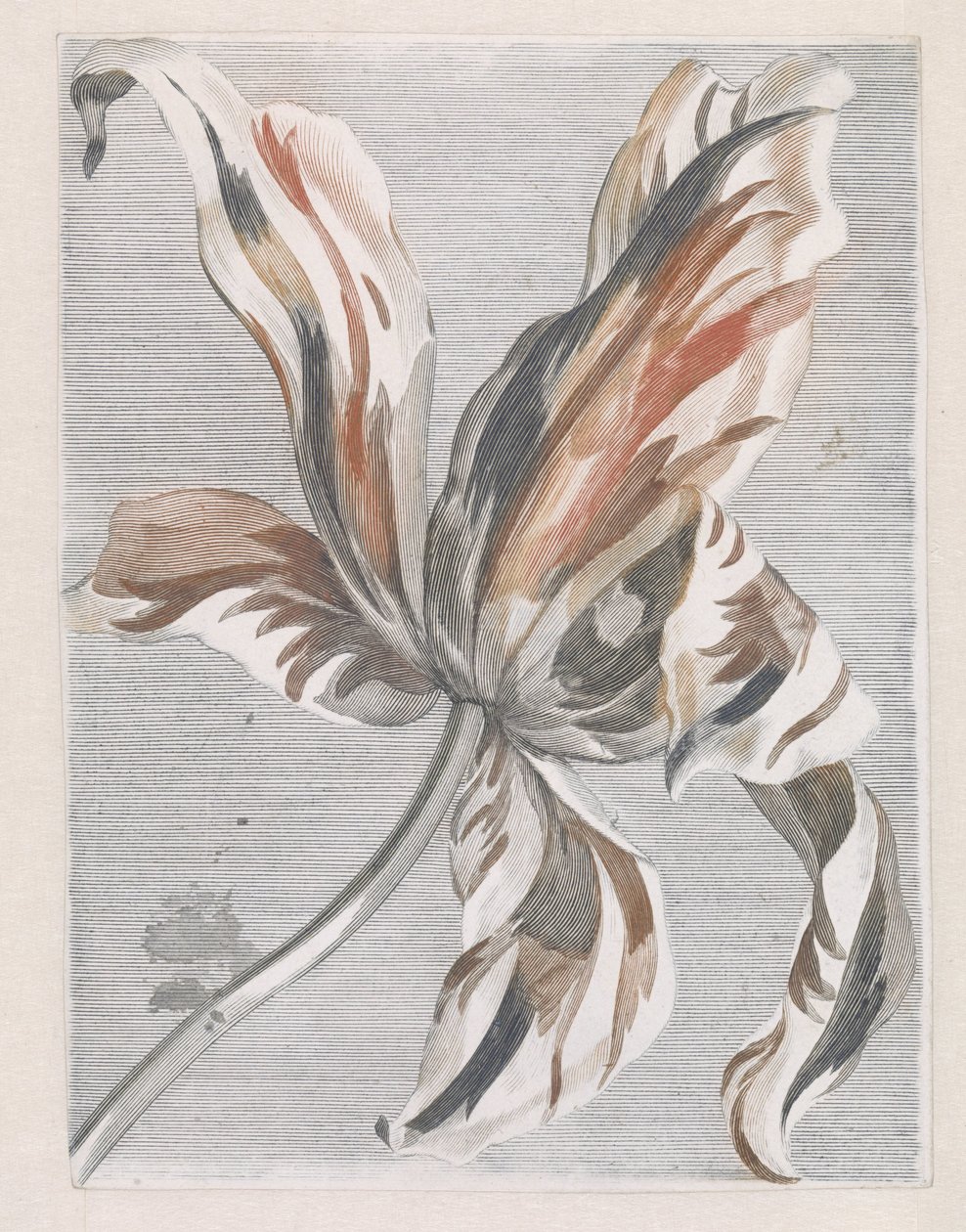 Tulipán de Anonymous
