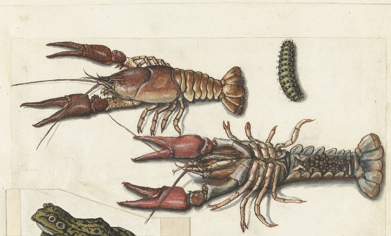 Twee langoustines en een rups
Cangrejos (título del objeto)
Álbum lombardo (título de la serie) de Anonymous
