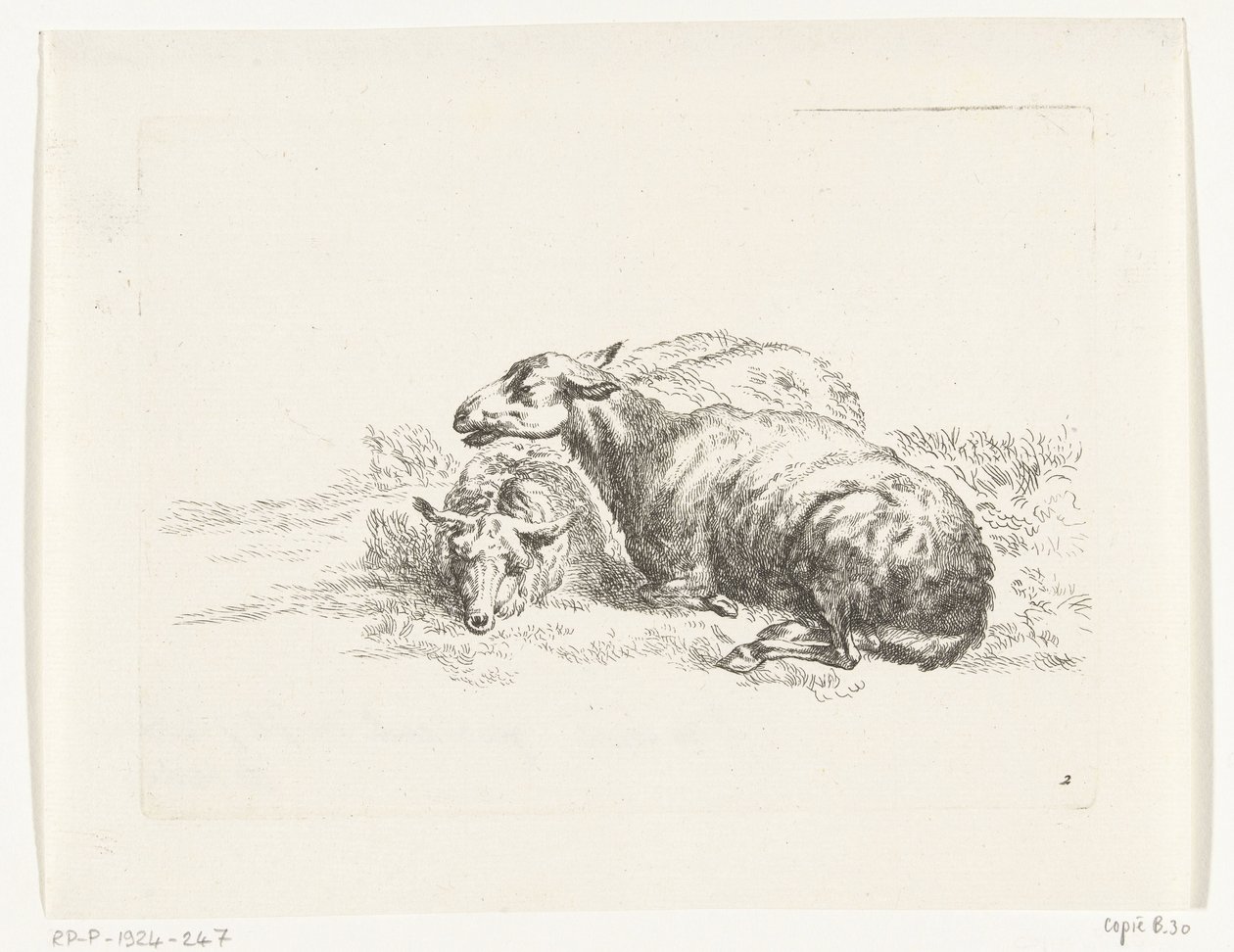 Dos ovejas mentirosas Cabras y ovejas a N.P. Berchem (título de la serie) de Anonymous
