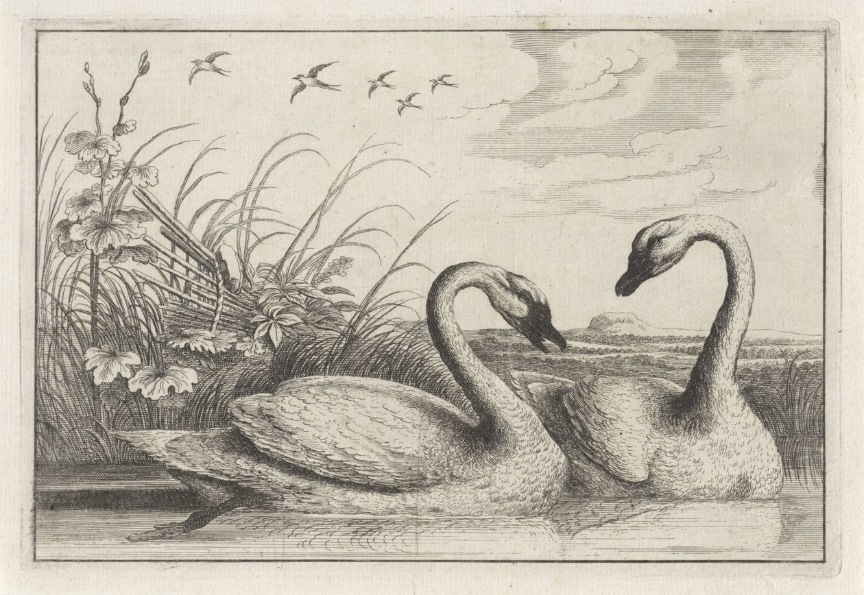 dos cisnes Especies de Diversae avium (título de la serie) Aves diferentes (título de la serie) de Anonymous