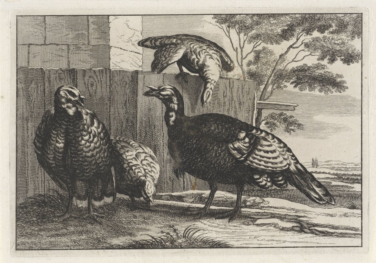 cuatro pavos Especies de Diversae avium (título de la serie) Aves diferentes (título de la serie) de Anonymous