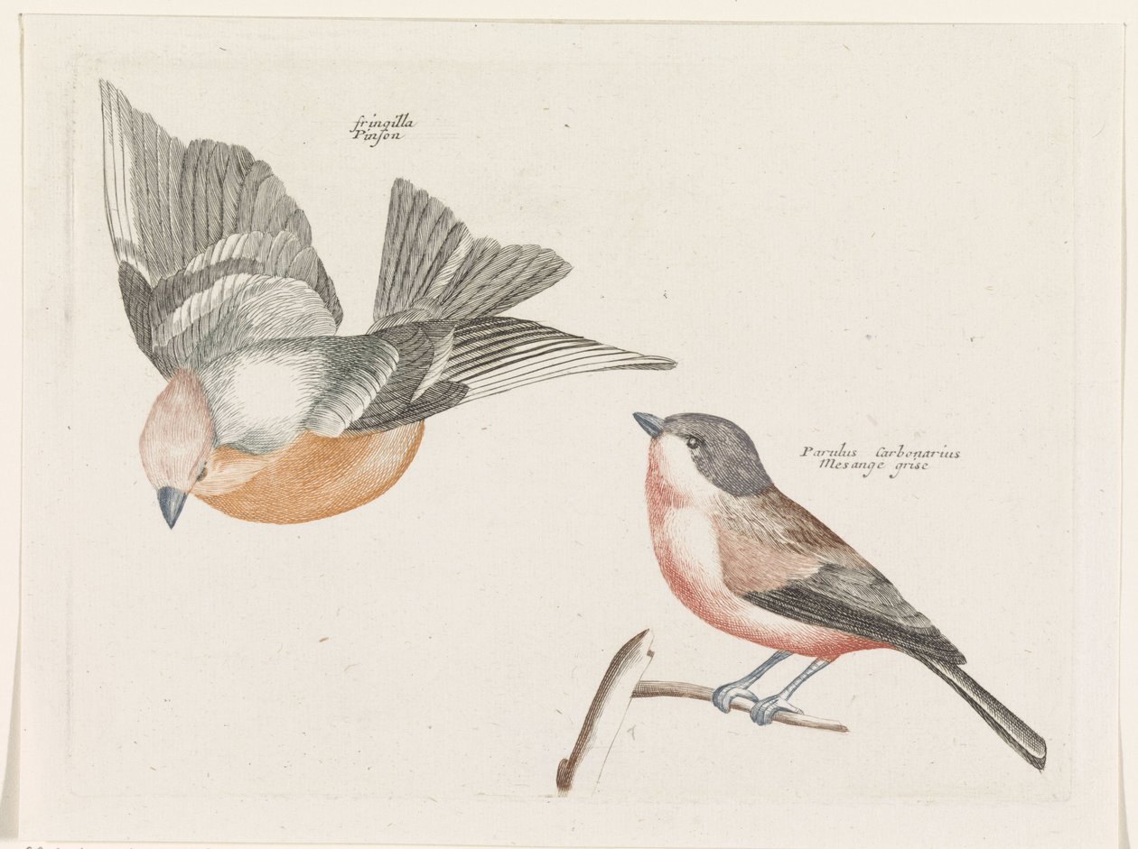 Finch y carbonero gris de Anonymous