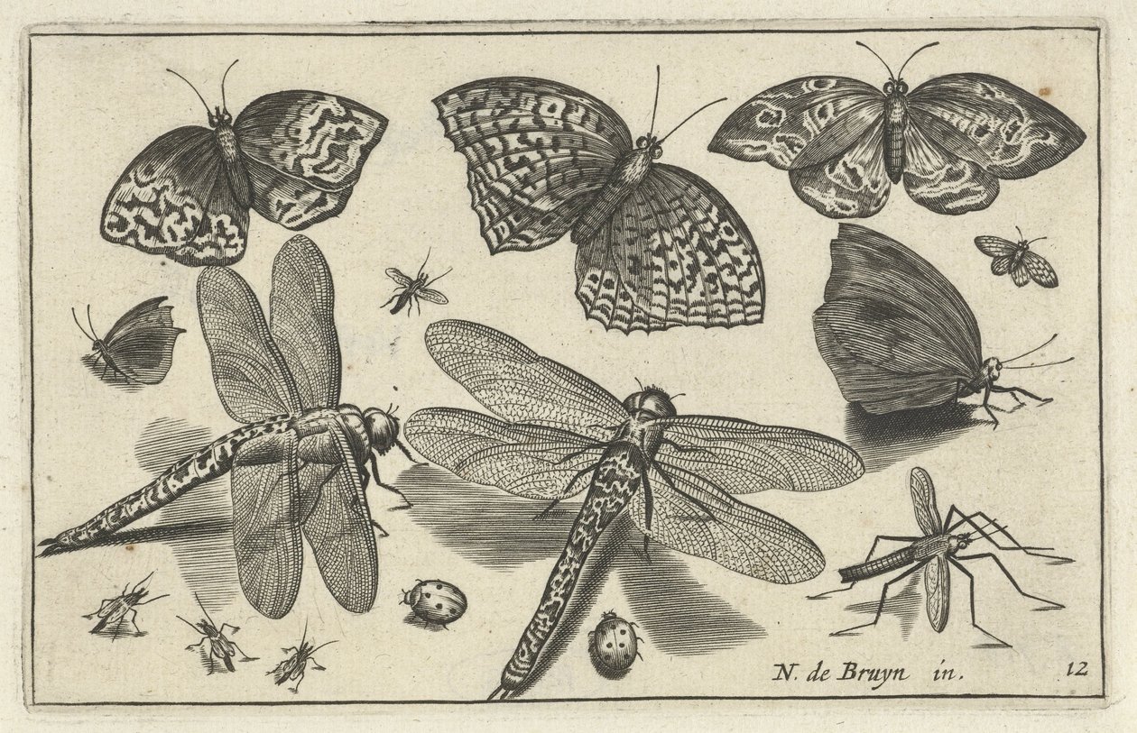 mariposas y libélulas Pájaros e insectos (título de la serie) de Anonymous