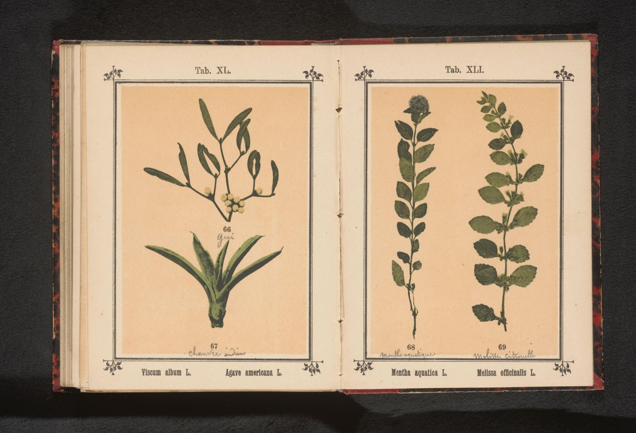 Menta de agua y bálsamo de limón
Mentha aquatica L. Melissa officinalis L. (título del objeto) de Anonymous