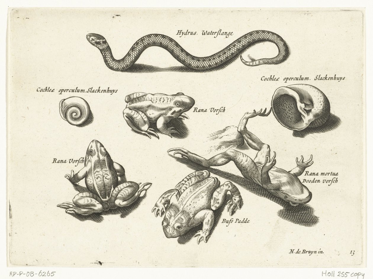 Serpiente de agua, ranas y sapos
Libelivs varia Genera piscium complectens (título de la serie)
Peces de agua dulce, peces de mar, ranas, crustáceos y criaturas marinas (título de la serie) de Anonymous