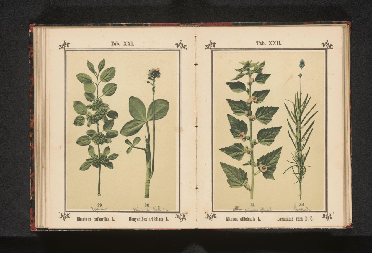 Espino cerval y cardo de agua
Rhamnus cathartica L. Menyanthes trifoliata L. (título en el objeto) de Anonymous