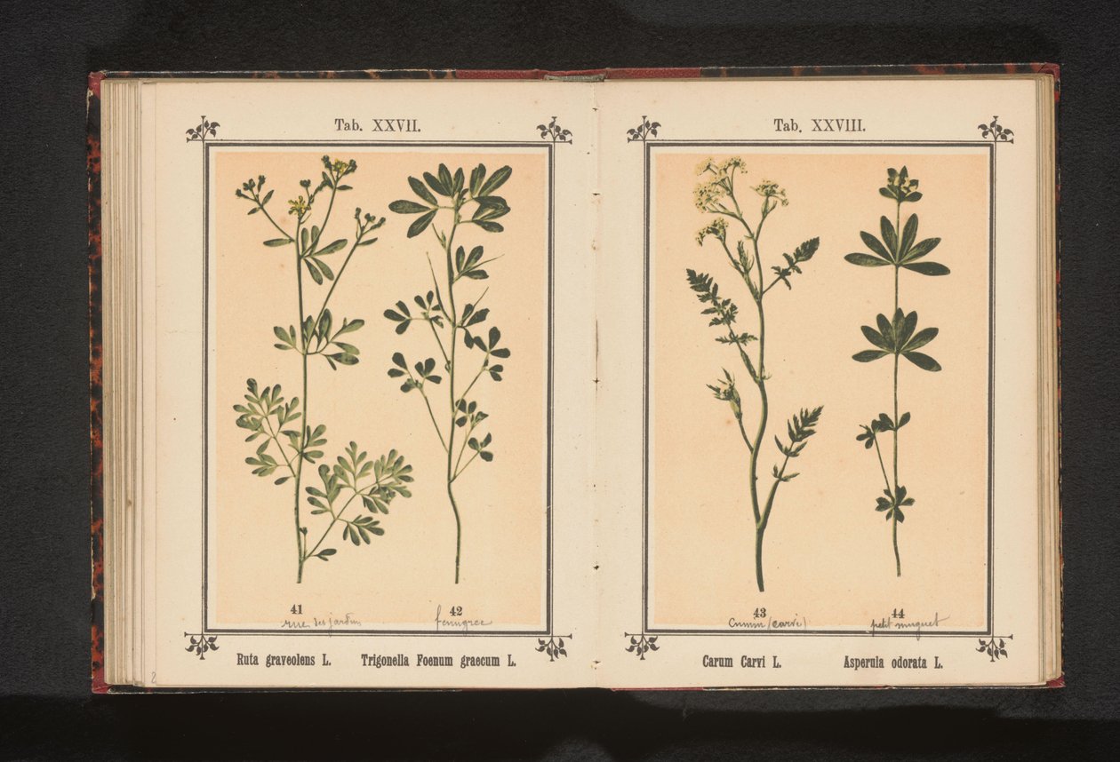 ruda y alholva
Ruta graveolens L. Trigonella Foenum graecum L. (título del objeto) de Anonymous