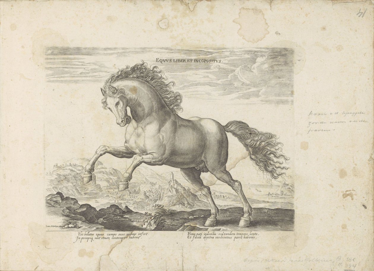 Pardo salvaje Horse Book e Incoposite (título sobre el objeto) Un caballo, en el que se encuentra el más noble de todos los tipos: un personaje distinguido de caballos de varias partes del mundo seleccionados (...) (título de la serie sobre el objeto) de Anonymous