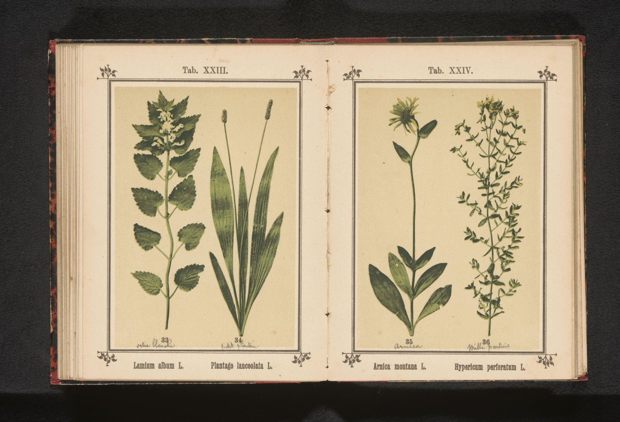 Ortiga blanca y llantén estrecho
Lamium album L. Plantago lanceolata L. (título del objeto) de Anonymous