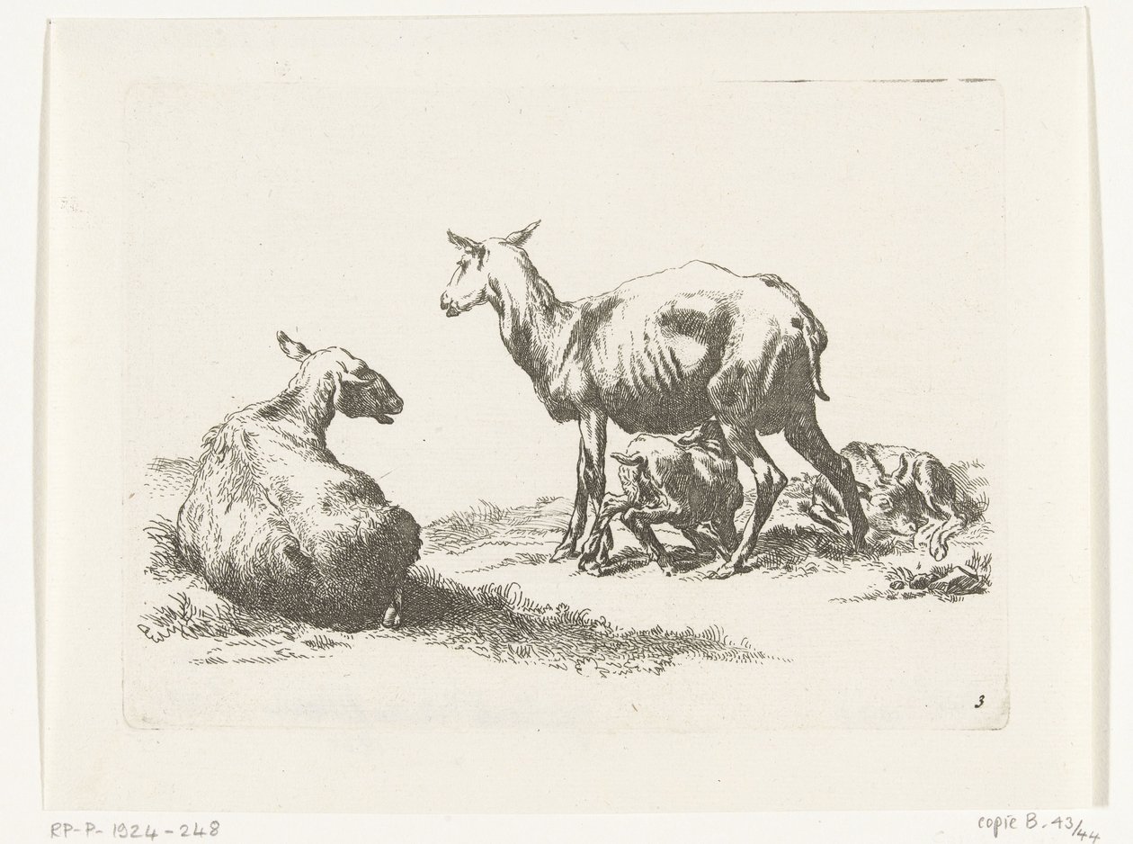 Ovejas lactantes con dos corderos Cabras y ovejas a N.P. Berchem (título de la serie) de Anonymous