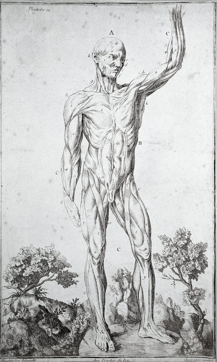 Estudio anatómico del sistema muscular humano (grabado) de Anonymous Anonymous