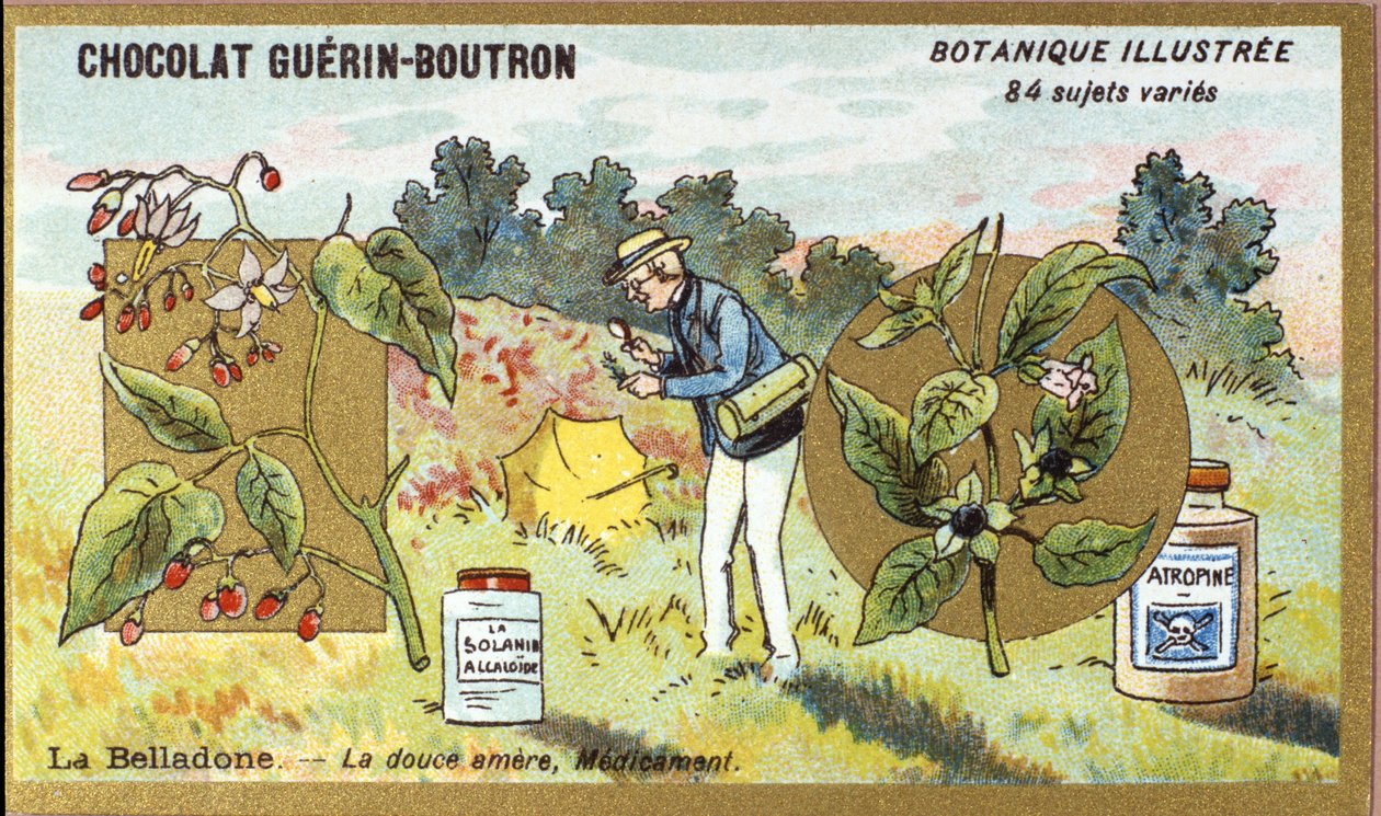 Belladona: el dulce amargo, medicina. Grabado (cromo). Cromolitografía publicitaria para chocolates Guerin-Boutron, finales del siglo XIX. Serie botánica ilustrada. de Anonymous Anonymous