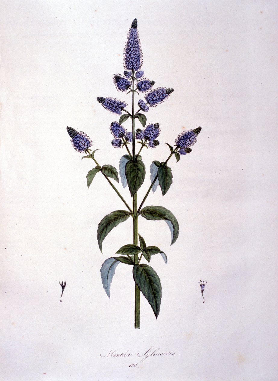 Lámina botánica: menta silvestre (mentha sylvestris). Grabado del siglo XIX de Anonymous Anonymous