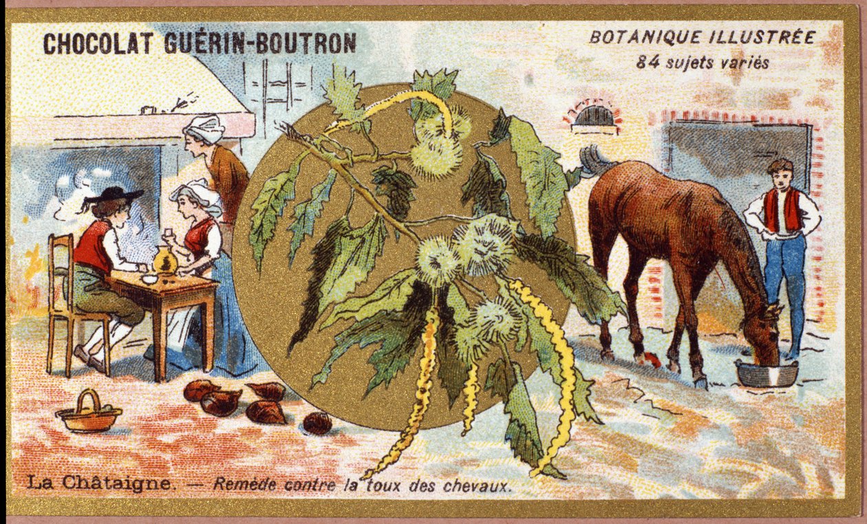 La Castaña: remedio para la tos de los caballos. Grabado (cromo). Cromolitografía publicitaria para chocolates Guerin-Boutron, finales del siglo XIX. Serie botánica ilustrada. de Anonymous Anonymous