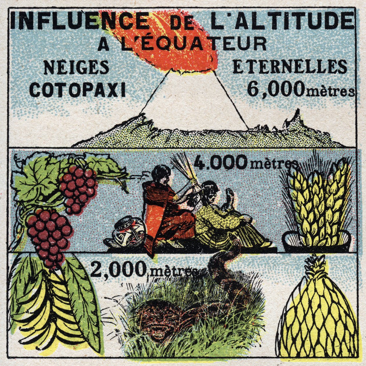 Meteorología: influencia de la altitud en el clima. Ilustración anónima de 1925. Colección privada. de Anonymous Anonymous