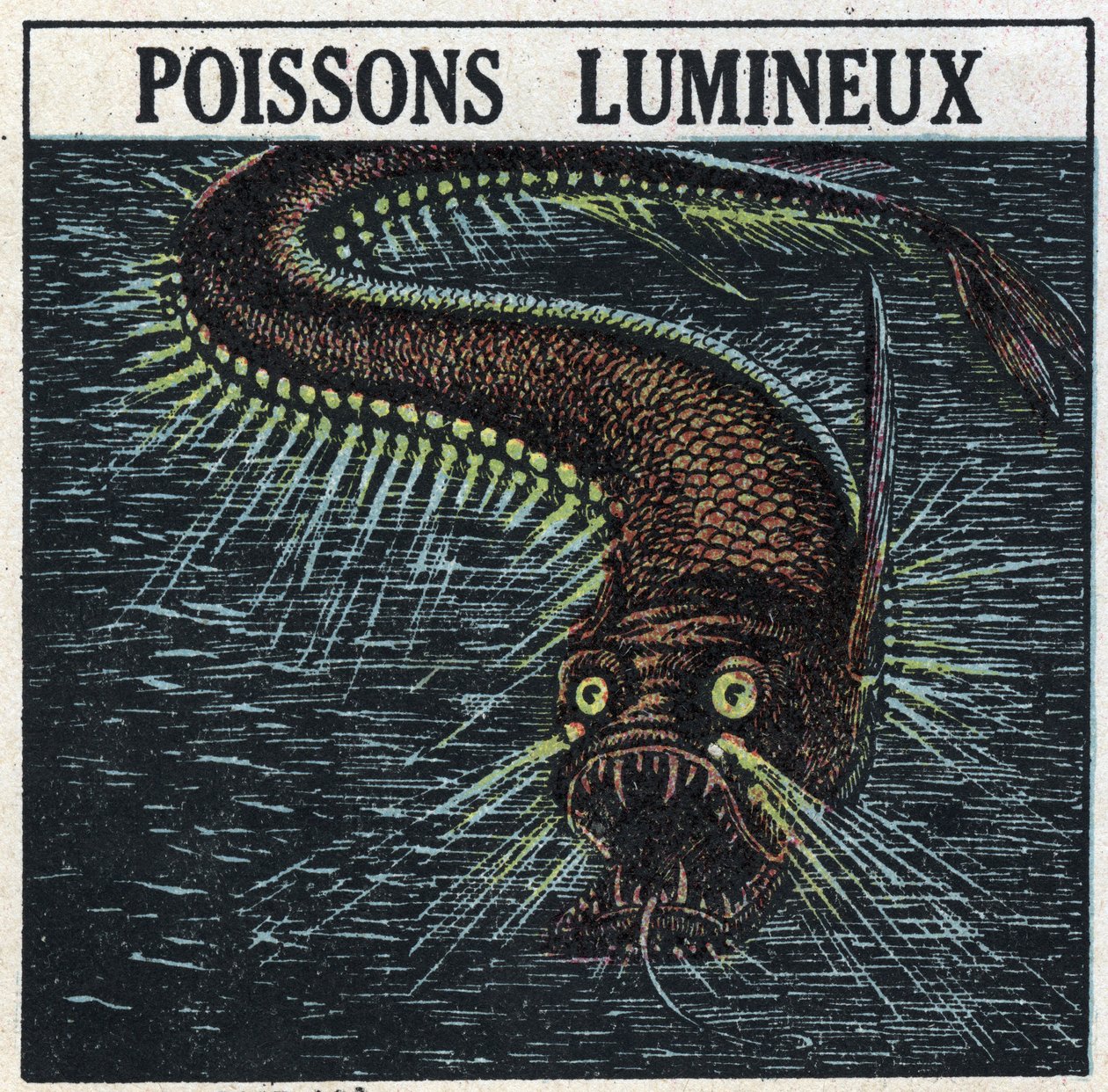 Fosforescencia: pez luminoso. Ilustración anónima de 1925. Colección privada. de Anonymous Anonymous