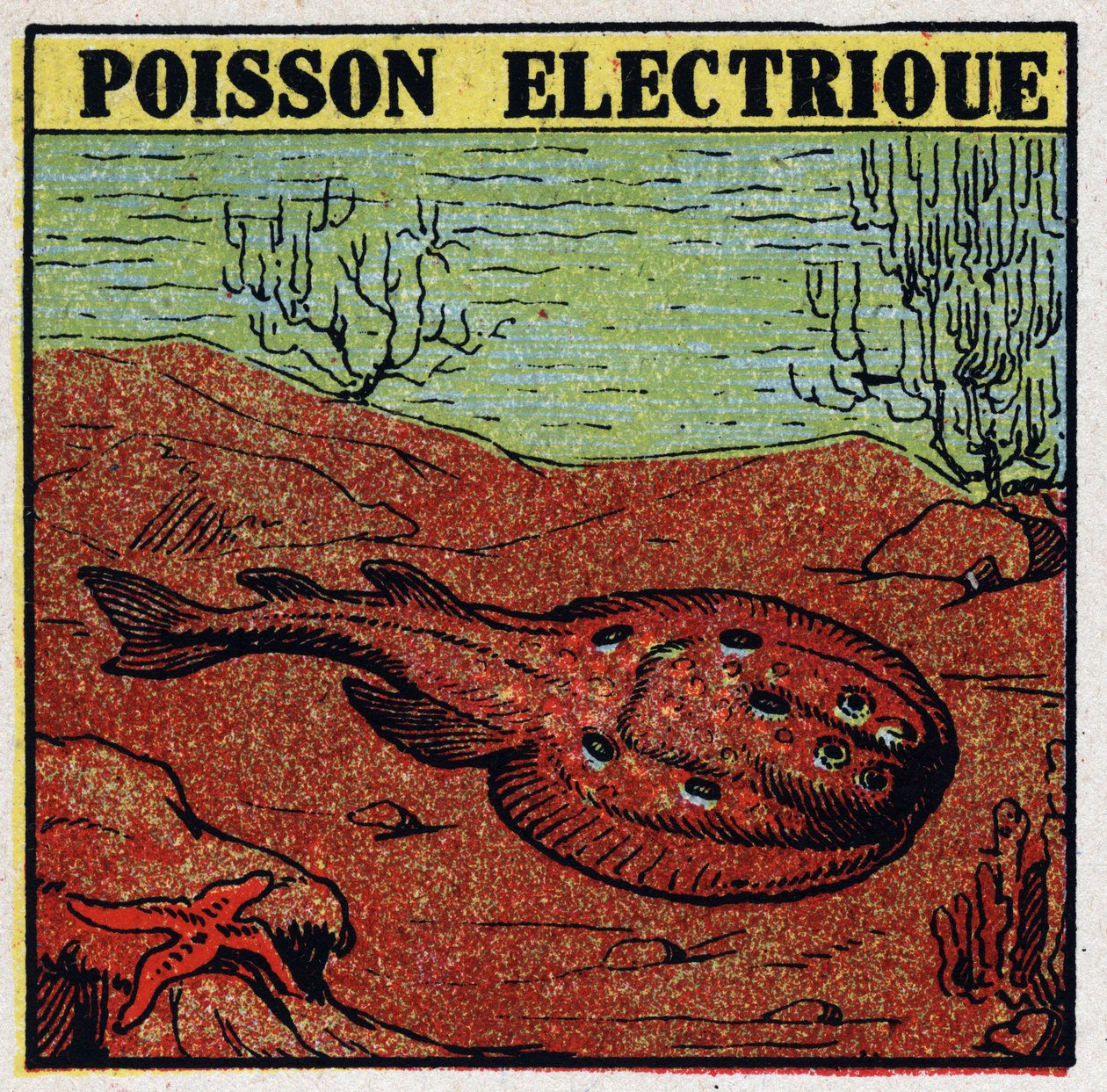 Efectos fisiológicos de la electricidad: pez eléctrico. Ilustración anónima de 1925. Colección privada. de Anonymous Anonymous
