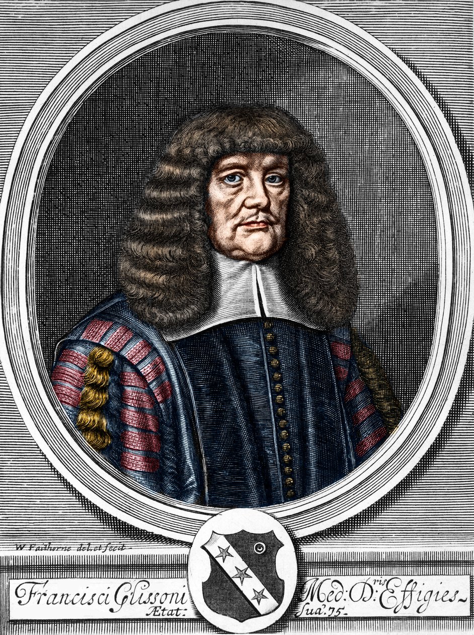 Retrato de Francis Glisson (1599-1677) médico y anatomista británico. de Anonymous Anonymous