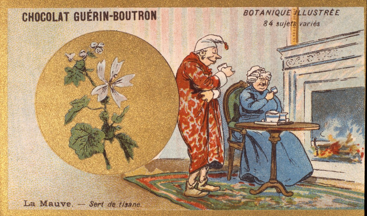 La violeta es una infusión de hierbas. Grabado (cromo). Cromolitografía publicitaria para chocolates Guerin-Boutron, finales del siglo XIX. Serie Botánica Ilustrada de Anonymous Anonymous
