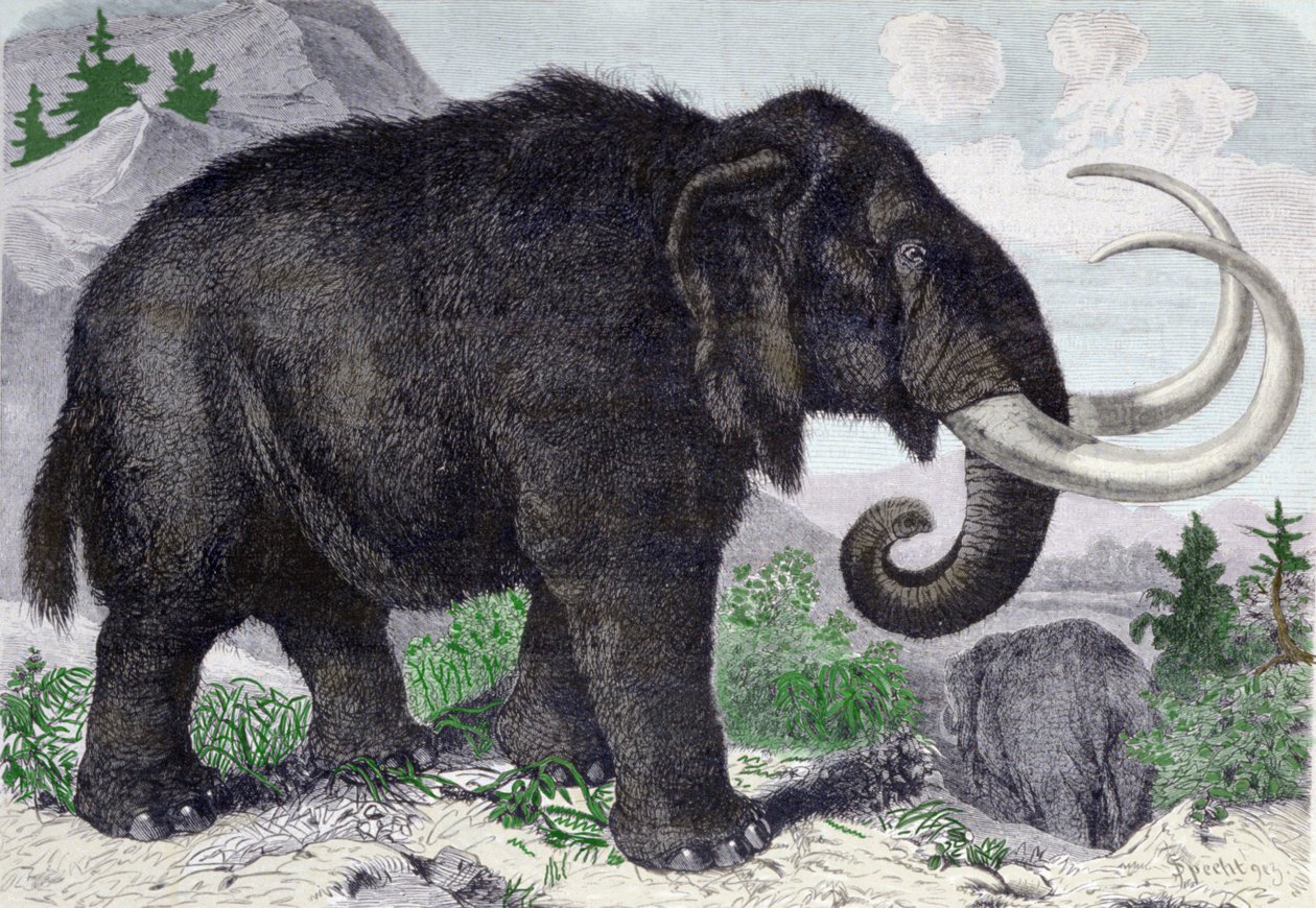 Representación de un mamut. Reconstituido tras los descubrimientos de Adams, miembro de la Academia de San Petersburgo. Grabado de 1867 de Anonymous Anonymous
